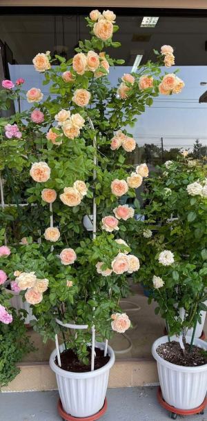 CÂY BẰNG LĂNG MỸ