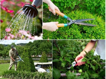 CÂY XANH MINH HOÀNG