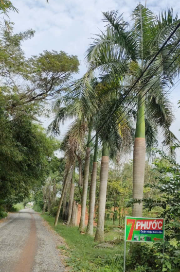 TRỒNG CÂY VỈA HÈ