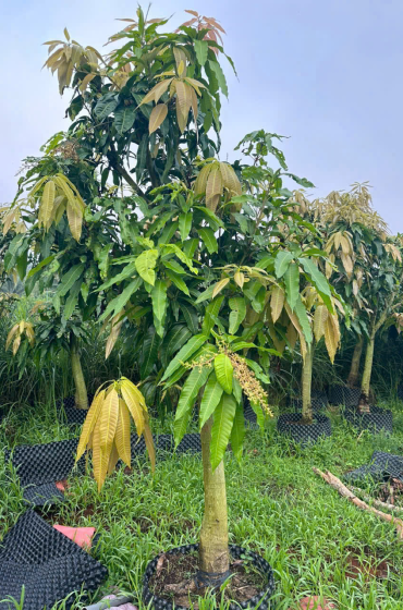 Đào Gốc Cây Sakê Chết Trồng Lại Cây Xoài Cát Hòa Lộc Ở Củ Chi – Giải Pháp Cảnh Quan Hiệu Quả, Bền Lâu