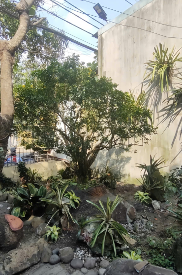 Trồng 2 Cây Nguyệt Quế Ở Gò Vấp – Giải Pháp Cảnh Quan Xanh, Phong Thủy Tốt