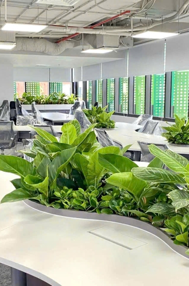 Setup Cây Văn Phòng  