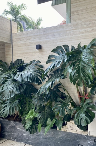 Thi Công Cây Xanh Nhà Phố Anh Thảo – Quận 2