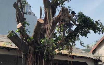 DỊCH VỤ CƯA CÂY