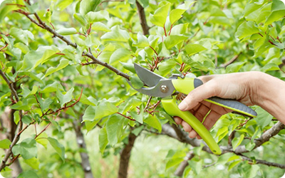 CẮT TỈA VÀ CHĂM SÓC CÂY XANH