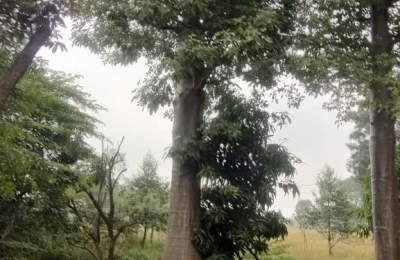 Di Dời Cây Xanh Tại Hồ Chí Minh 