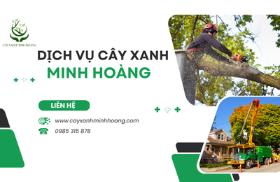 DỊCH VỤ CƯA CÂY HỒ CHÍ MINH CHUYÊN NGHIỆP – CÂY XANH MINH HOÀNG