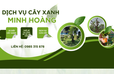 DỊCH VỤ CƯA CÂY HỒ CHÍ MINH – AN TOÀN, NHANH CHÓNG, GIÁ TỐT