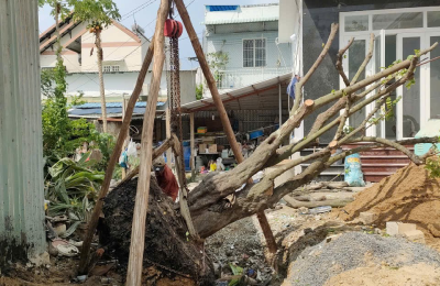 Những Sai Lầm Thường Gặp Khi Di Dời Cây Xanh