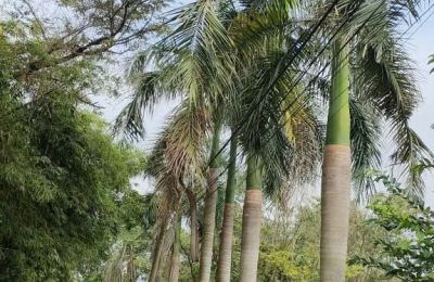 TRỒNG CÂY VỈA HÈ