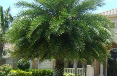 Cưa Cây Tại Hồ Chí Minh – Dịch Vụ Cưa Hạ Cây An Toàn, Chuyên Nghiệp