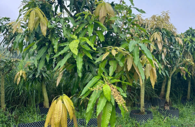 Đào Gốc Cây Sakê Chết Trồng Lại Cây Xoài Cát Hòa Lộc Ở Củ Chi – Giải Pháp Cảnh Quan Hiệu Quả, Bền Lâu