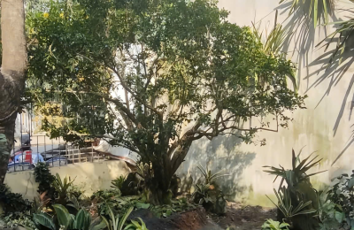 Trồng 2 Cây Nguyệt Quế Ở Gò Vấp – Giải Pháp Cảnh Quan Xanh, Phong Thủy Tốt