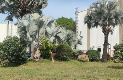 Vì Sao Nên Thuê Dịch Vụ Cây Xanh Hồ Chí Minh Thay Vì Tự Chăm Sóc?