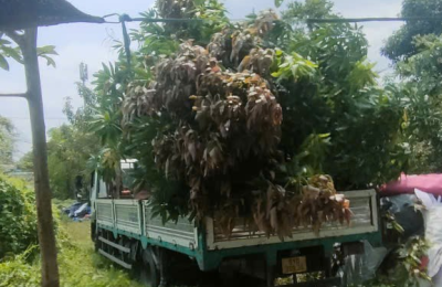 Dịch Vụ Cưa Cây Cao, Cây Lớn – Đảm Bảo An Toàn Tuyệt Đối