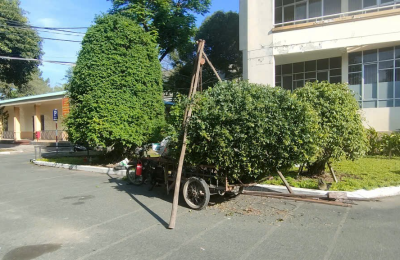 So Sánh Tự Cưa Cây Và Thuê Dịch Vụ Cưa Cây Chuyên Nghiệp