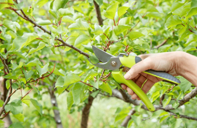 CẮT TỈA VÀ CHĂM SÓC CÂY XANH