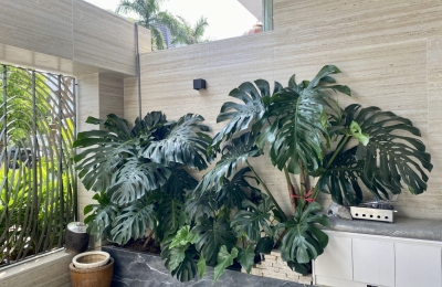 Thi Công Cây Xanh Nhà Phố Anh Thảo – Quận 2