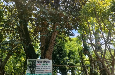 Dịch Vụ Cây Xanh Hồ Chí Minh Uy Tín – Chuyên Nghiệp | Minh Hoàng