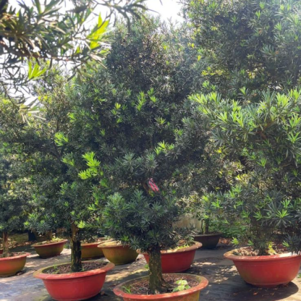 CÂY VẠN NIÊN TÙNG