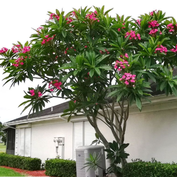 HOA SỨ LỒNG ĐÈN