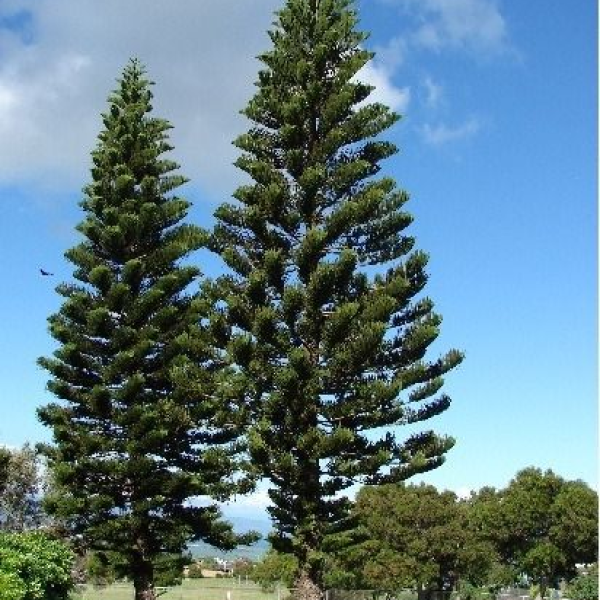 CÂY TÙNG BÁCH TÁN