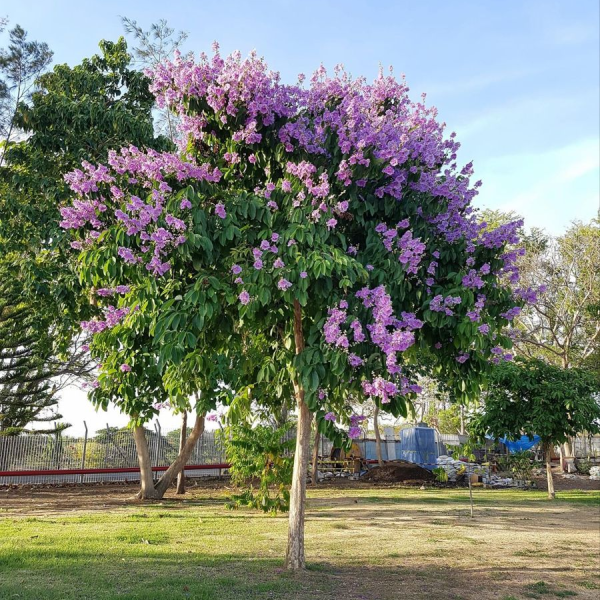 CÂY BẰNG LĂNG MỸ