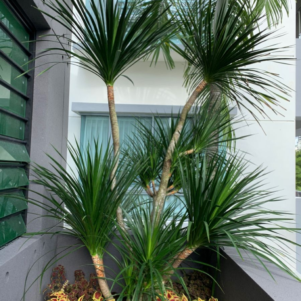 CÂY PHÁT TÀI NÚI