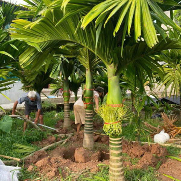 CÂY HƯƠNG CAU LÙN