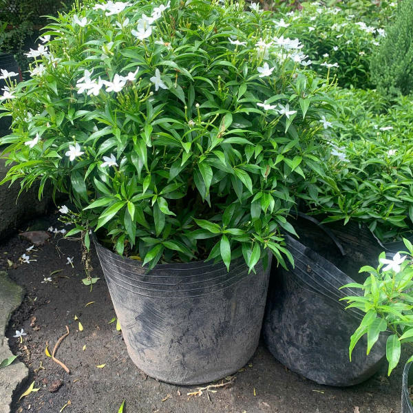 CÂY MAI VẠN PHÚC