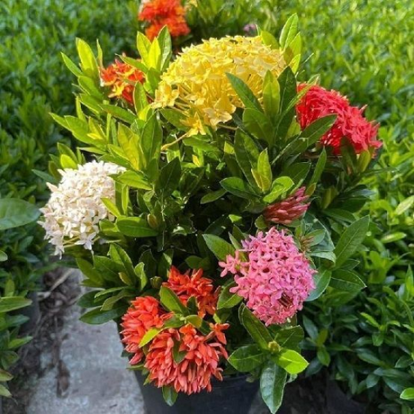 BÔNG TRANG NGŨ SẮC